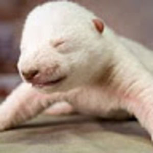 Meet your Posher, Thomas